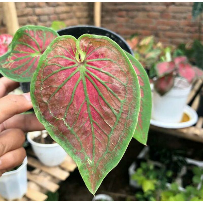 Caladium Tambuna