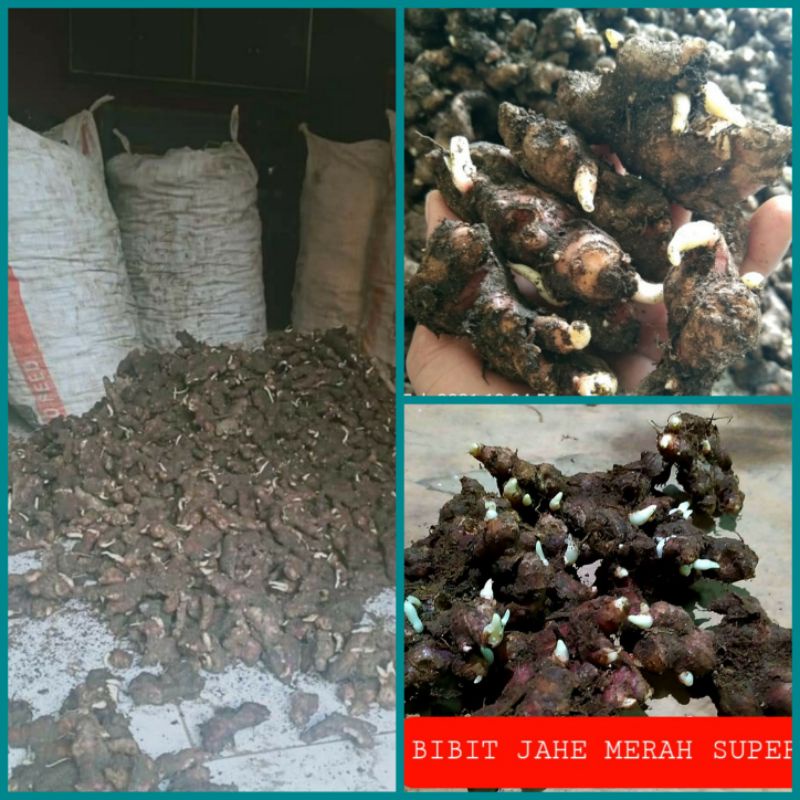 

Bibit jahe merah super Tua sudah bertunas 1kg