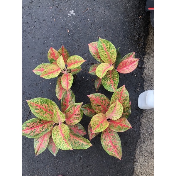 aglaonema red twister