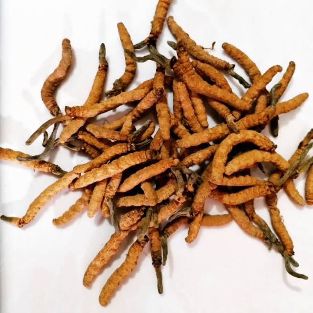 Dong Chong Xia Cao Cordyceps 10 gr