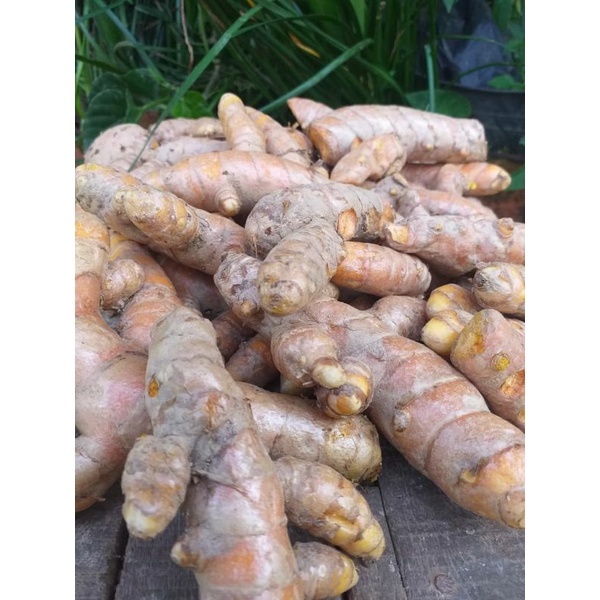 

kunyit kunir fresh/dipetik dari kebun pegunungan/min order 20 kg