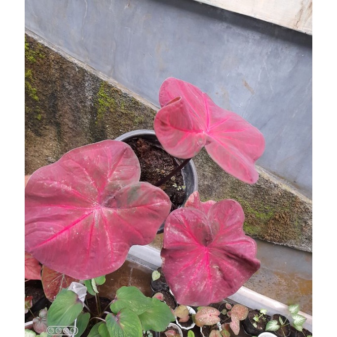 Caladium/keladi Red sweety siap tanam
