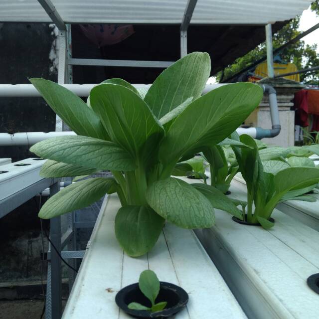 Sawi pakchoy segar, hidroponik