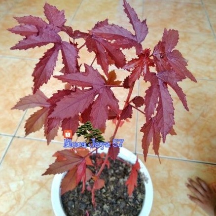 RED PANAMA BAHAN BONSAI