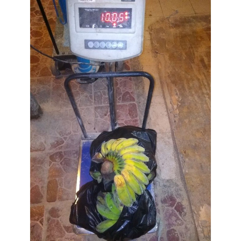 

pisang kepok kuning manis 9000/kg