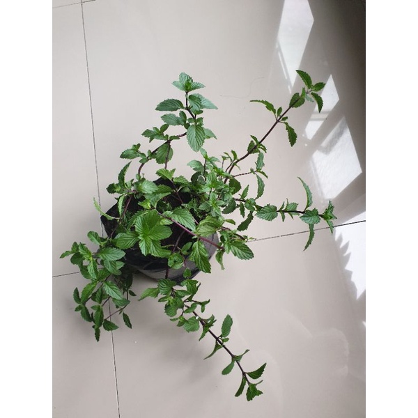

Tanaman Ginger Mint