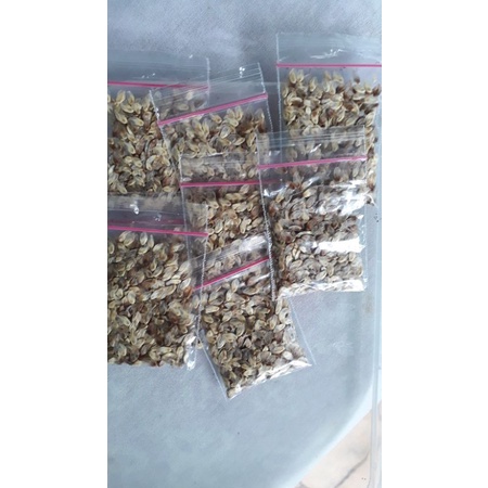 Biji/Benih Cemara Udang