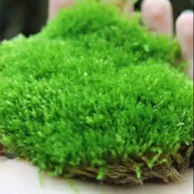 1kg moss / lumut / lukut / hidup / media tanam karnivora / aquascape