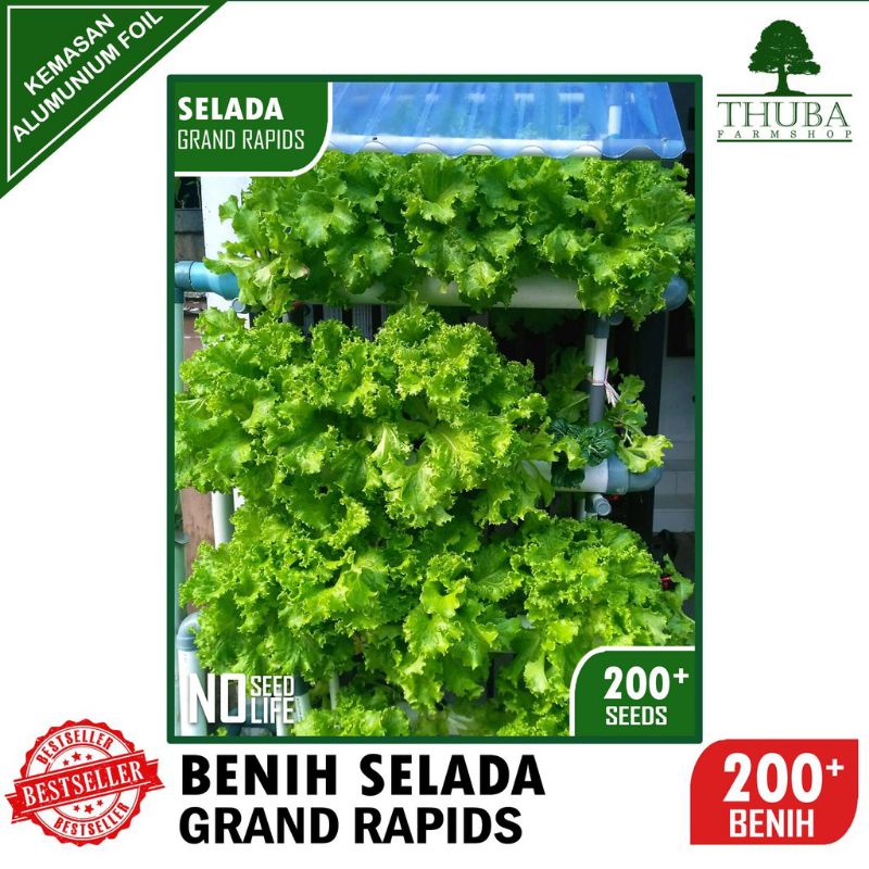 Benih Selada Grand Rapids - Bibit Selada Keriting Hijau