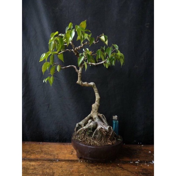 Bonsai Beringin Ficus Benjamina Unformal Style