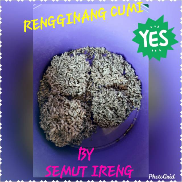 

Rengginang Semut Ireng 4