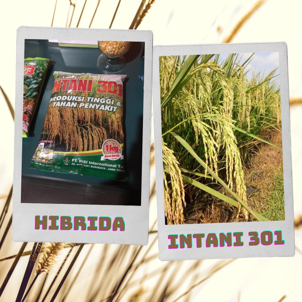 Benih Padi Hibrida Intani 301
