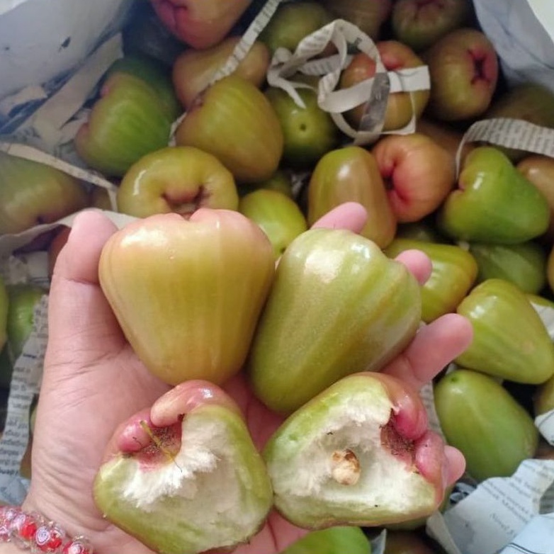 

Jambu Air Cincalo Hijau 1Kg