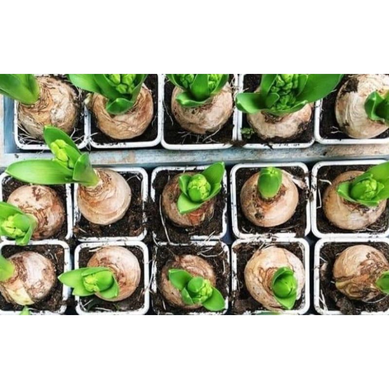 hyacinth...bunga asal dr australia kiriman nnt umbi lbh aman tp cpt tumbuhe .tumbuh langsung berbung