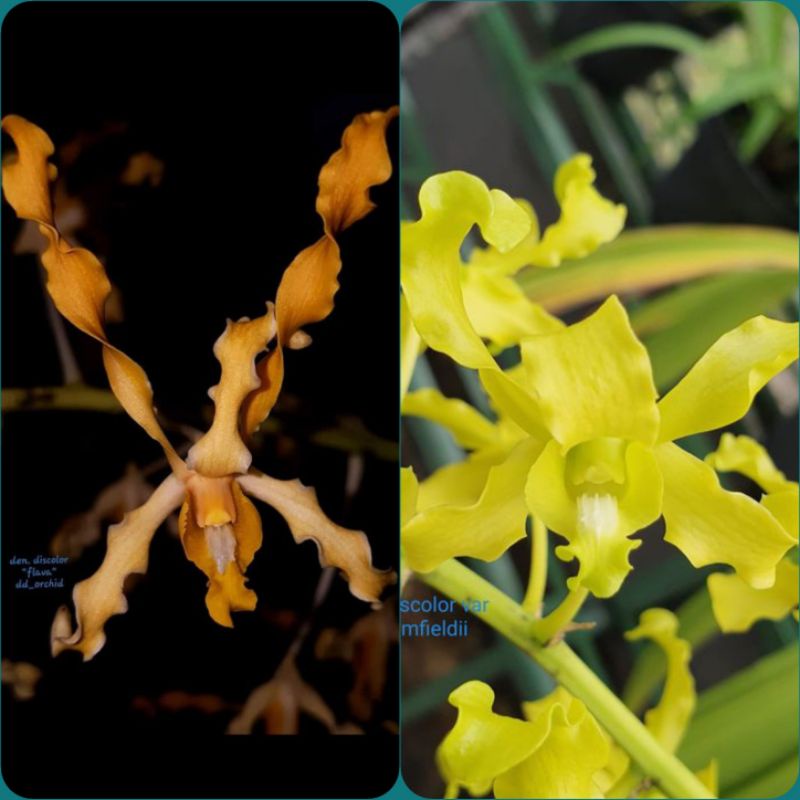 Anggrek Dendrobium Remaja Discolor tanimbar Flava X Discolor Bromfieldii
