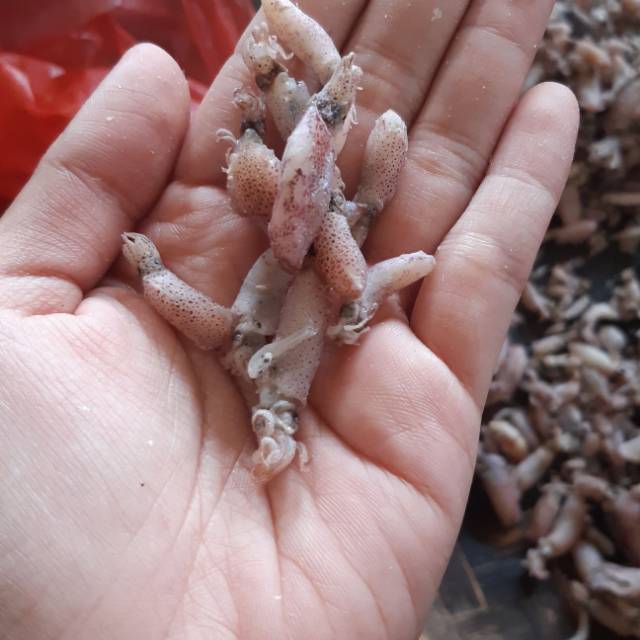 

Promo akhir tahun Cumi cumi kecil baby cumi ukuran 0.5-3