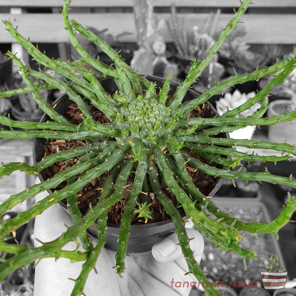 Tanaman Hias Hidup - Kaktus dan Sukulen (Medusa Head / Euphorbia Flanaganii)