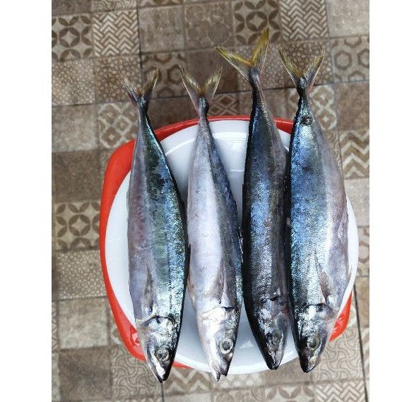 

Ikan Layang Cue fresh
