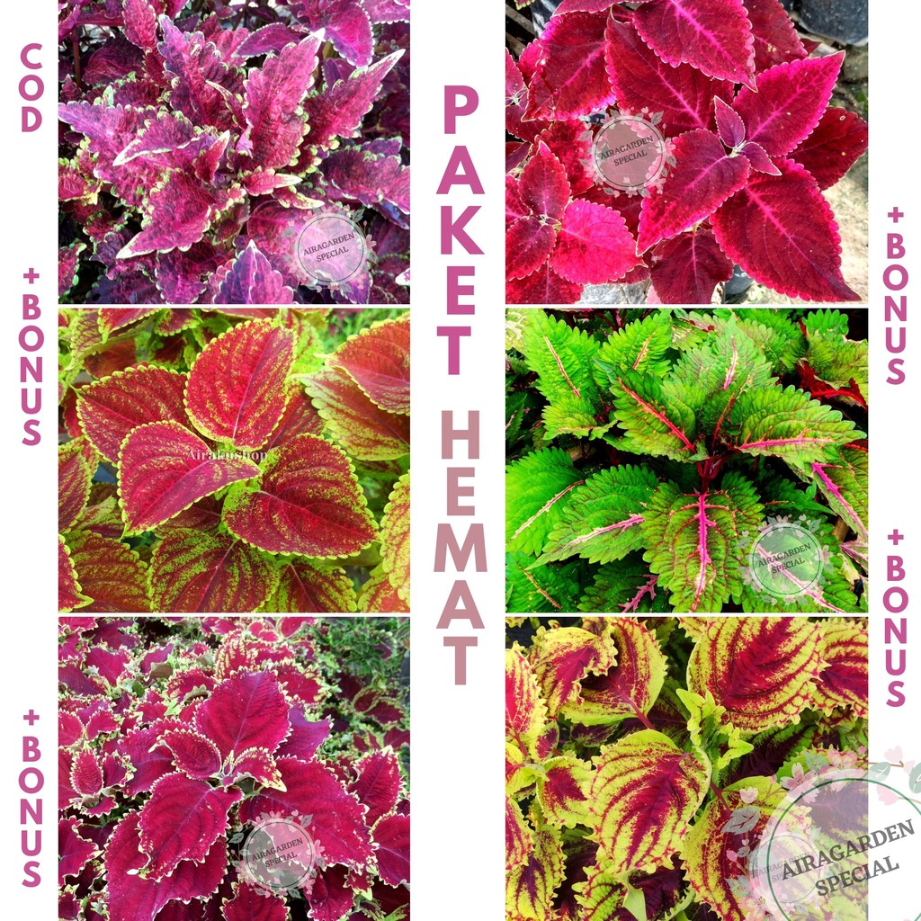 PAKET HEMAT Tanaman Hias Miana / Jawer Kotok / Iler / Coleus (PLUS DAPAT BONUS)