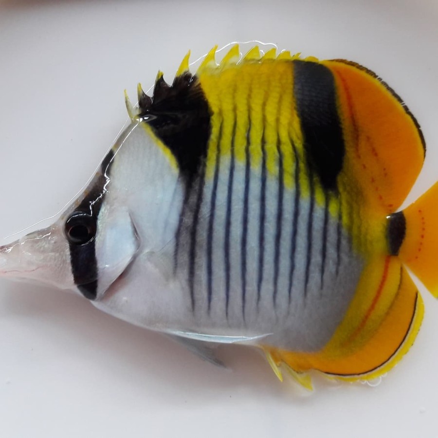 840 Koleksi Ikan Hias Air Laut Butterflyfish HD