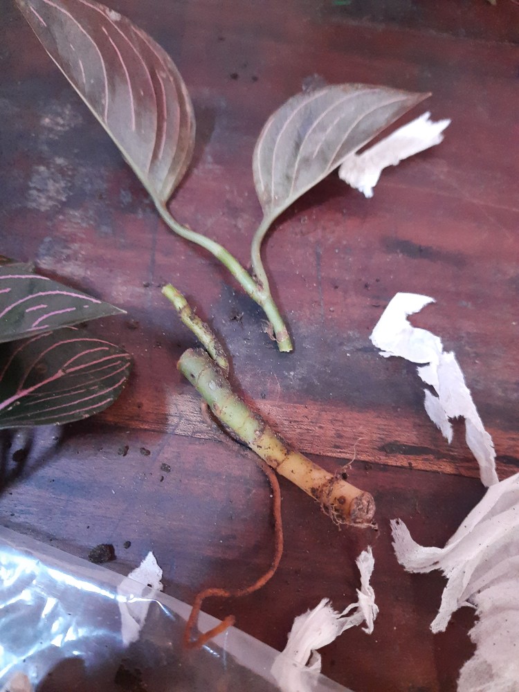 Aglonema Rotundum Aceh Bibit2-3daun Baby Minim Order 5plant