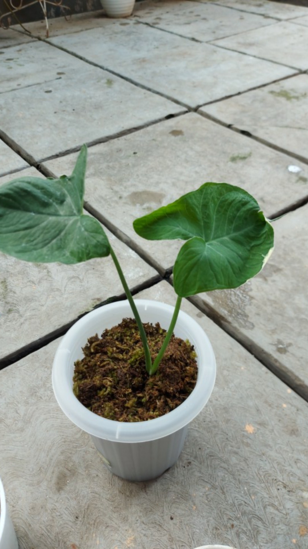 Keladi Tikus Variegata (mickey Mouse)