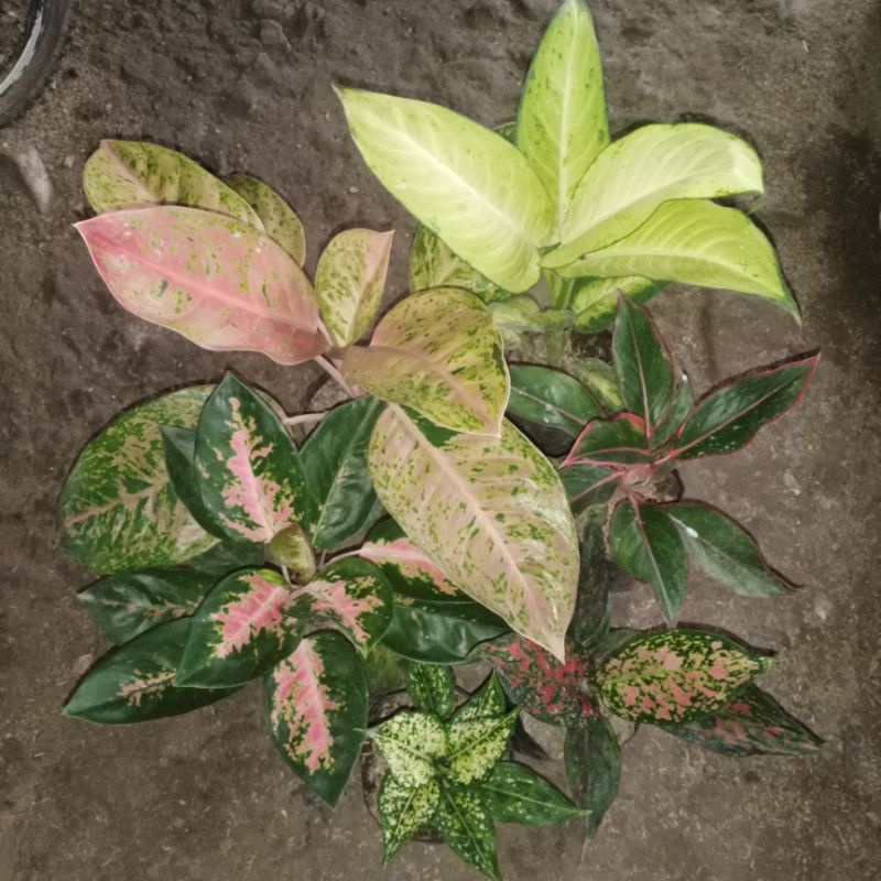 paket bunga aglaonema 6 pot