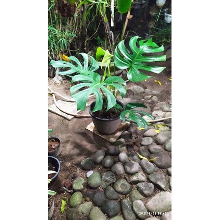 monstera delicosa real pic