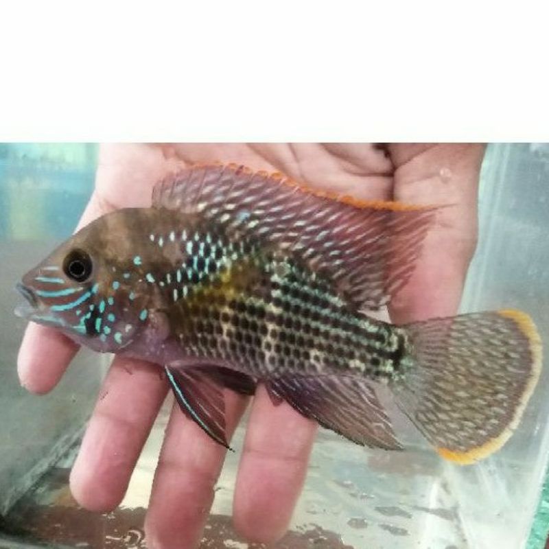 ikan Predator ikan hias, ikan green terror cichlid / ikan golsom, Andinoacara rivulatus..