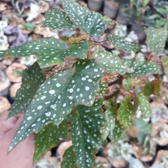 Tanaman Hias Begonia Hijau Shopee Indonesia