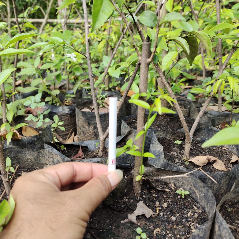 bonsai antingputri super murah hasil cangkok batang cocok untuk budidaya akar kuat dan lebat sudah hidup di polibek (bisa cod)-1