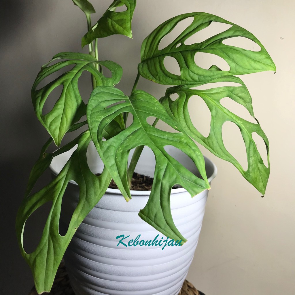 Pot Tawon Tirus 24 cm Putih / Pot Tawon Putih 24 cm / Pot Tawon / Pot Bunga / Pot tawon putih