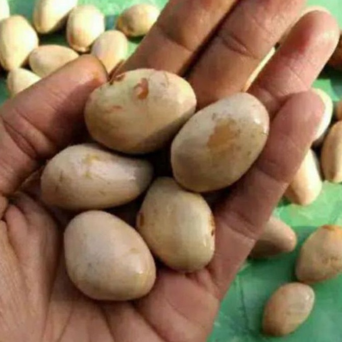 biji nangka  ( beton nangka) 1kg fres