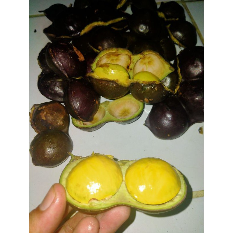 

Jengkol Tua Segar Langsung Dari Pohon (1 KG)