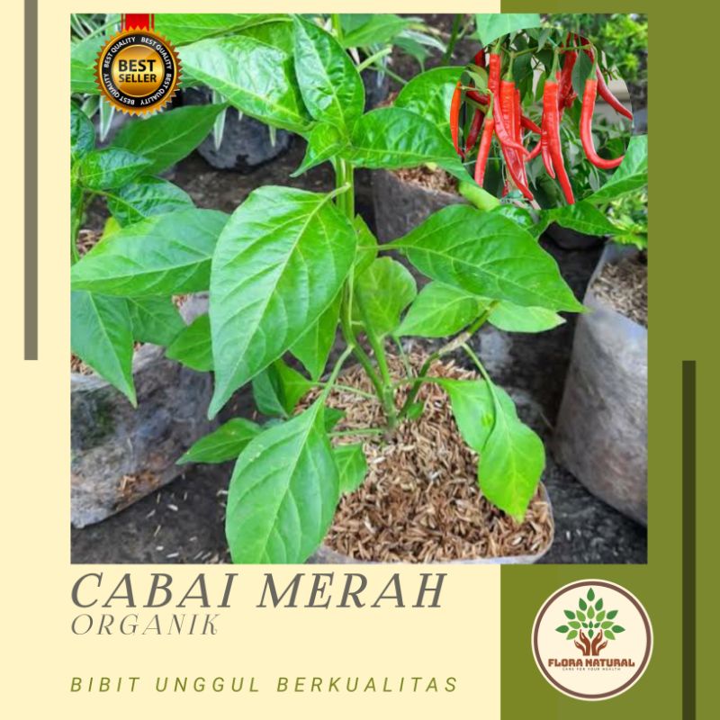 Bibit tanaman cabai merah organik Pohon cabe merah