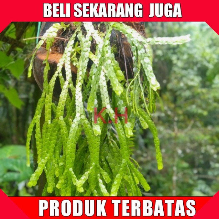 

Kumpai sisik per/ikat