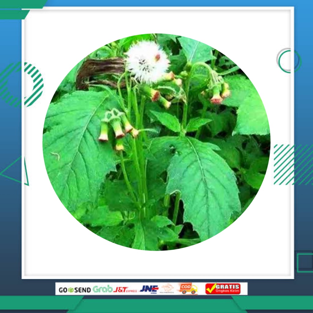 Daun sintrong tanaman sintrong akar sintrong