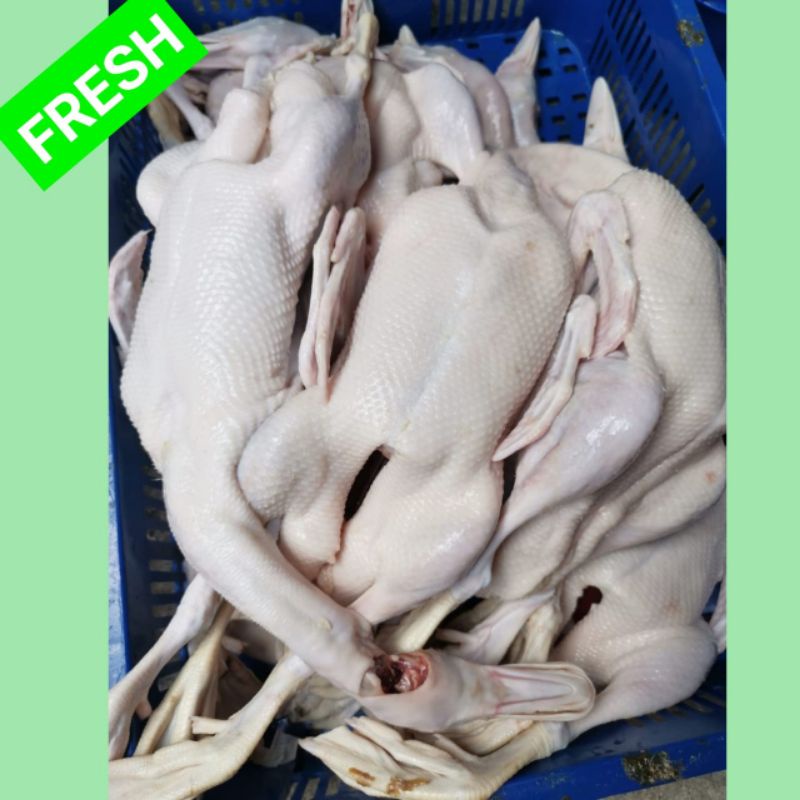 

Daging Bebek Utuh Jumbo Beku