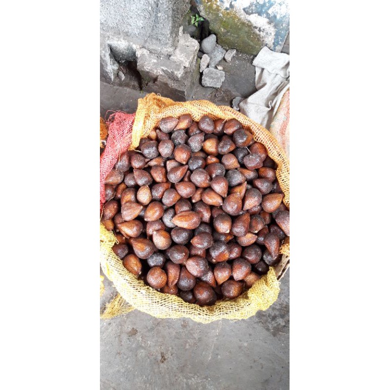 

Salak Pondoh Super Grade B (ukuran tanggung) Turi, Sleman