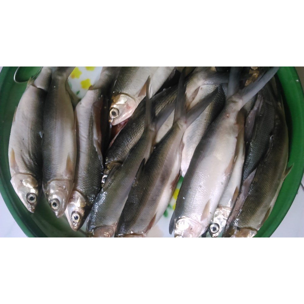 

Ikan Bandeng Basah 500 gram | FREE minimal belanja 69rb CEK DESKRIPSI