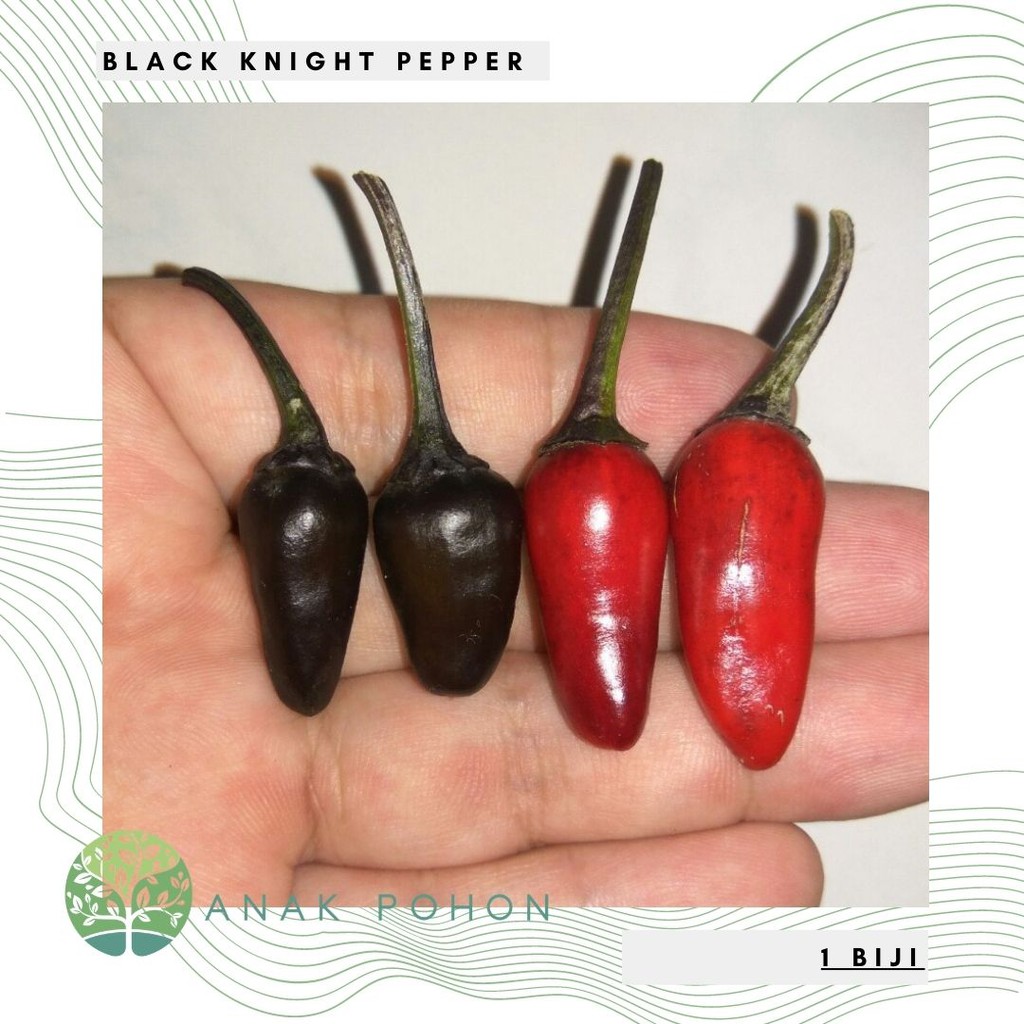 Benih Bibit Biji - Cabai Black Knight Pepper Seeds