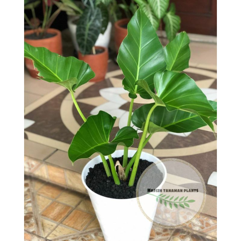 pilo Marbel tanaman hias pilohdendron marbel ready stok Tanaman Hidup-,Bunga Hidup Murah Bunga Hiasa