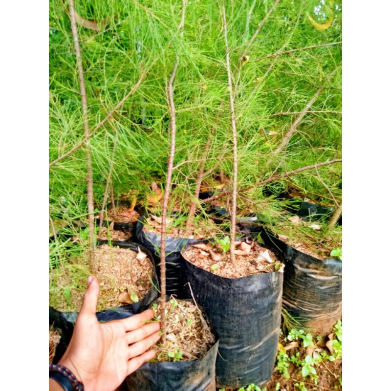 bibit cemara udang bahan bonsai