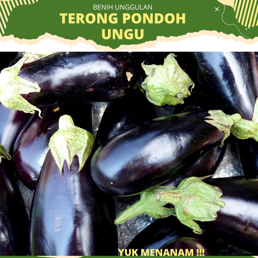 20 -  Biji Terong Pondoh Ungu BONDAN - Bintang Asia