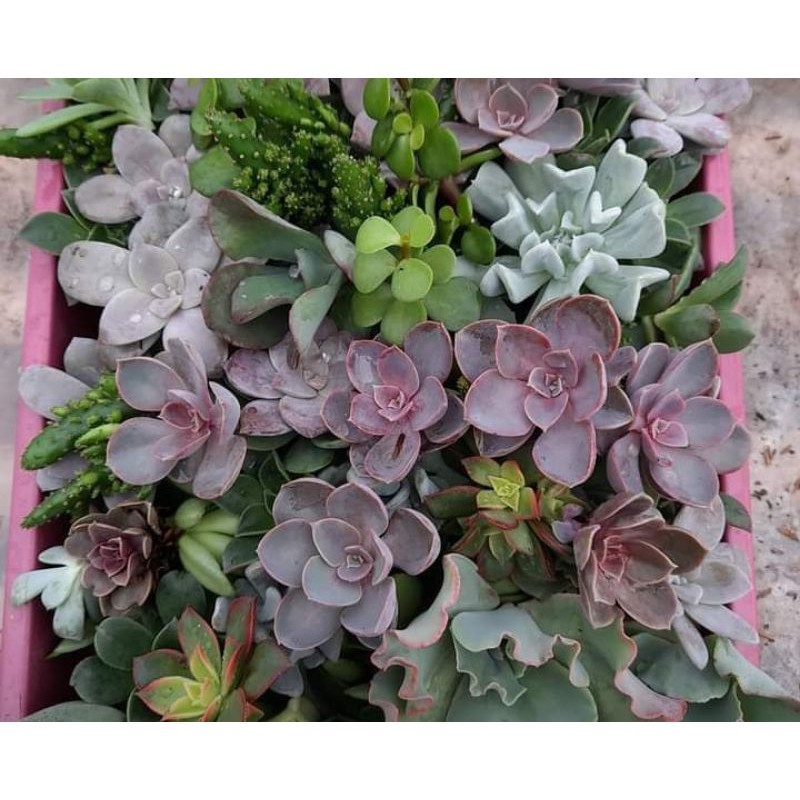 sukulen kaktus mini 50pcs tanpa akar (potelan)