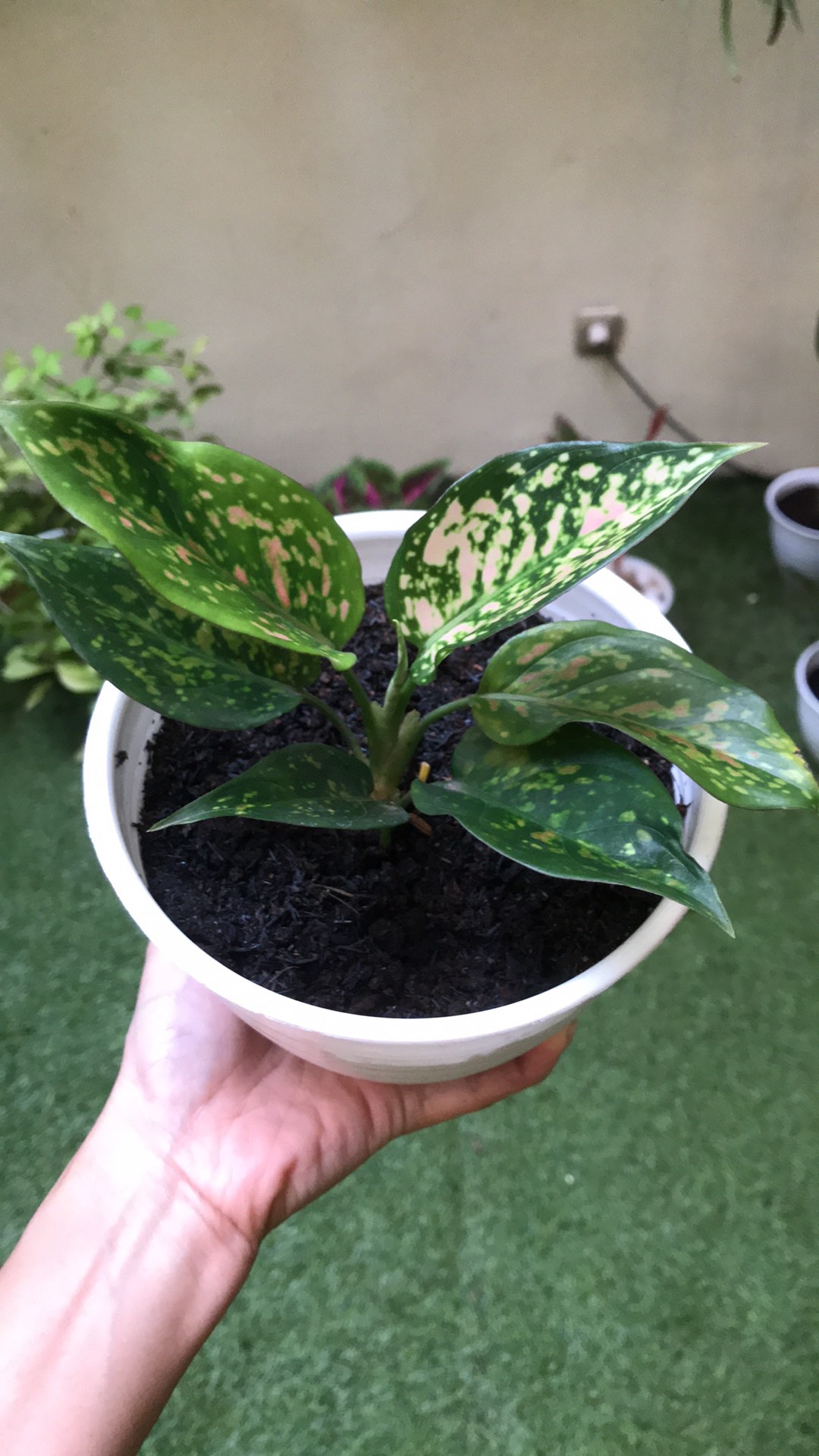 Tanaman Hias Aglonema Ruby Orangen