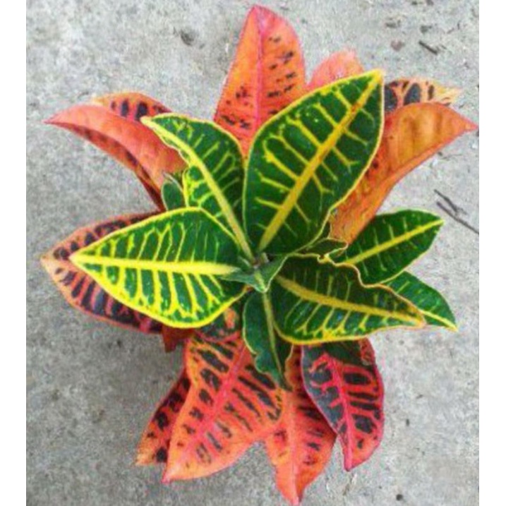 ( BISA COD) TERMURAH Tanaman hias puring gracepink Tanaman Hias Puring Proton Merah Tanaman hias pur