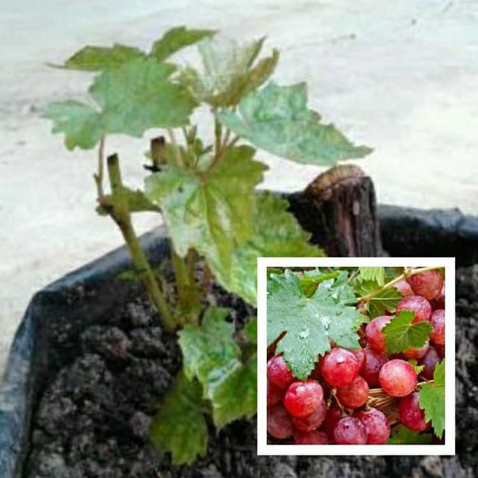 Extrim Bibit Buah Anggur Merah