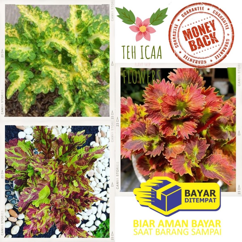 PAKET 3 TANAMAN MIANA PREMIUM MIANA EKOR NAGA KUNING MIANA BATIK TANAMAN HIAS COLEUS PLANT EKOR CUPA