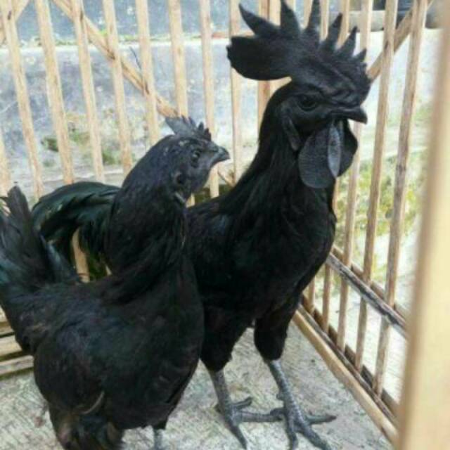 Ayam Cemani Black Born Umur 10 Bulanan Tidak Menerima Cod Shopee Indonesia